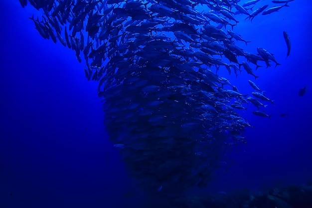 recife de coral debaixo d'água / lagoa com corais, paisagem subaquática, viagem de snorkeling