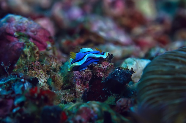 recife de coral debaixo d'água / lagoa com corais, paisagem subaquática, viagem de snorkeling