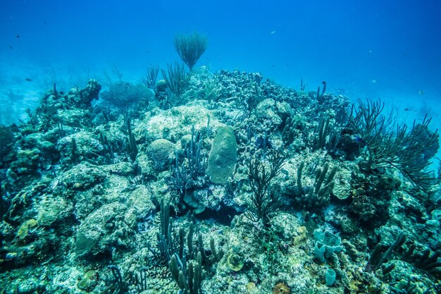 Foto recife de coral na ilha de san andrés