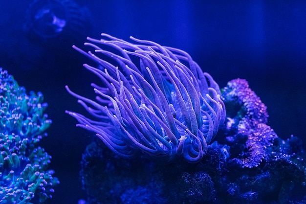 Recife de coral no aquário marinho Coral Euphyllia Torch LPS Euphylliidae Glabrenscens