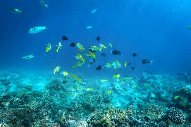 Recife de coral subaquático e peixe no Oceano Índico, Maldivas.