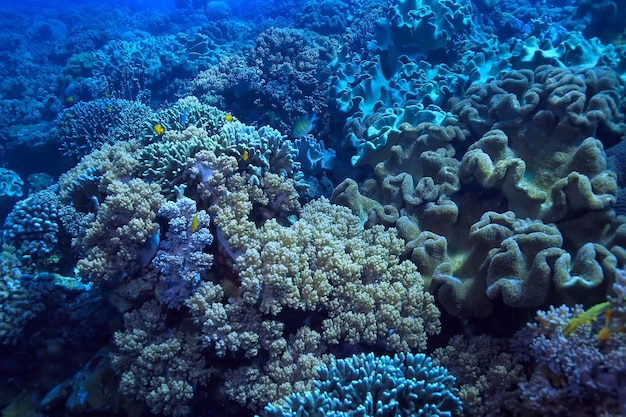 recife de coral subaquático / lagoa de coral marinho, ecossistema oceânico