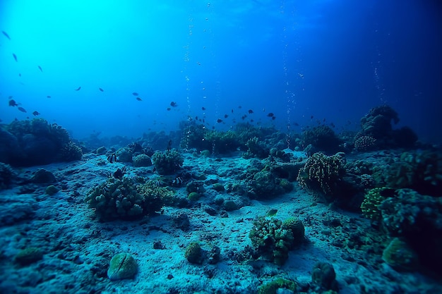 Recife de coral subaquático/mar lagoa de coral, ecossistema oceânico