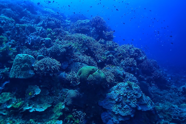 recife de coral subaquático/mar lagoa de coral, ecossistema oceânico