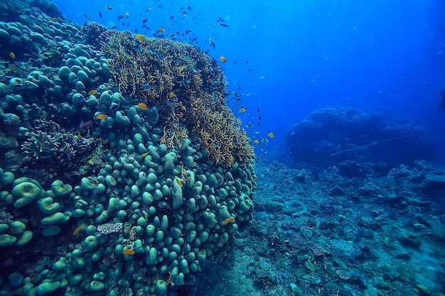 recife de coral subaquático/mar lagoa de coral, ecossistema oceânico