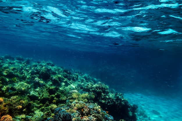 Recife de coral subaquático no mar vermelho