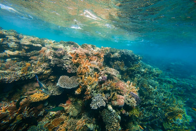 Recife de coral subaquático no mar vermelho