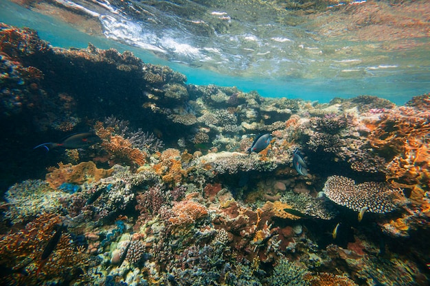 Recife de coral subaquático no mar vermelho