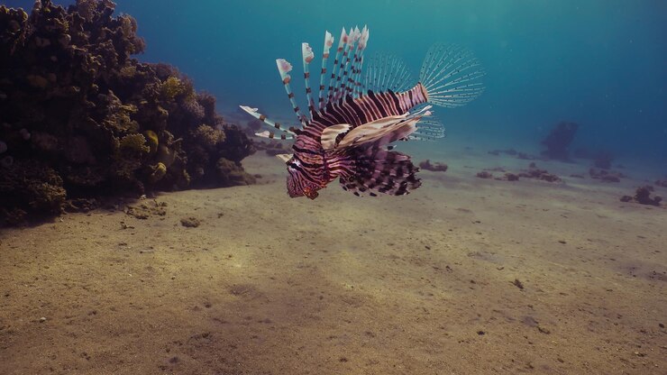 Foto recife de coral, subaquático
