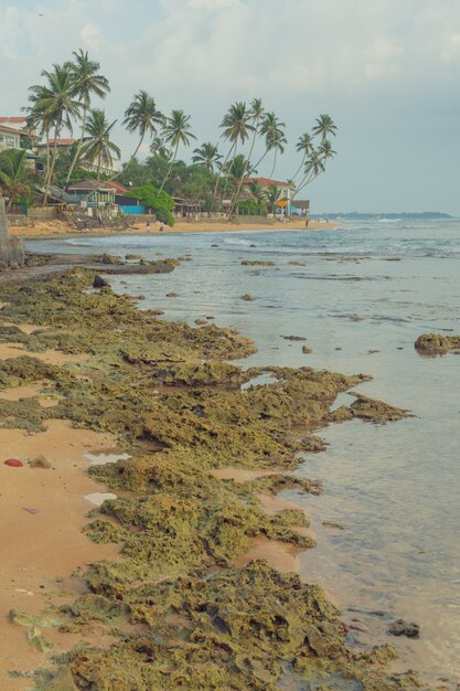 Recife e palmeiras na praia em Hikkaduwa.