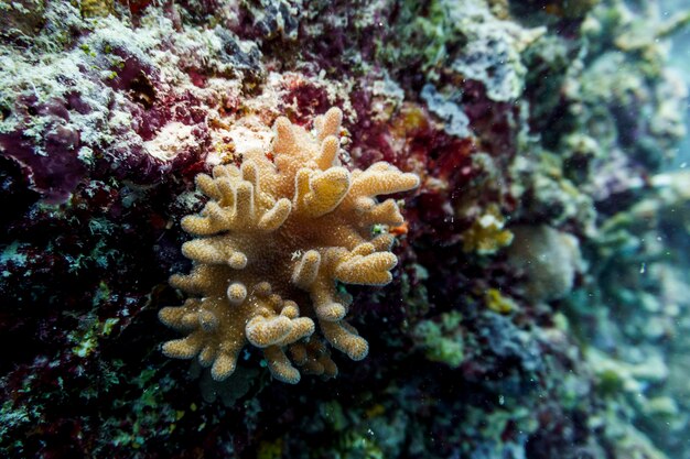 Foto recife e peixes tropicais na ilha das maldivas vida selvagem marinha tropical e de coral mundo subaquático bonito fotografia subaquática