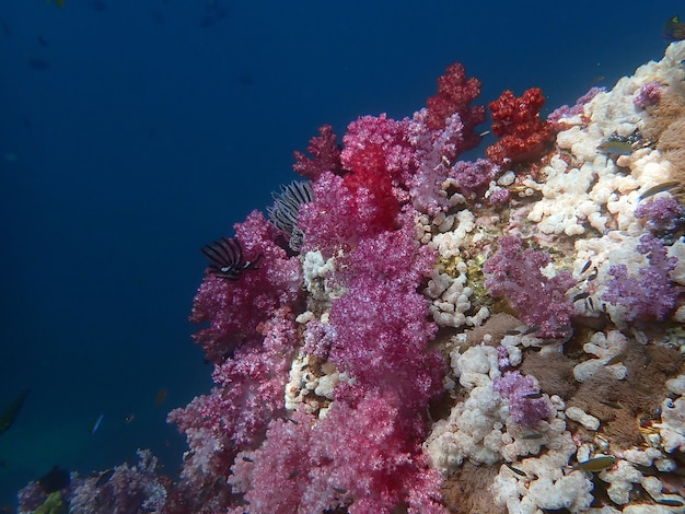 Recifes de corais coloridos com peixes na ilha de lipe, mar de andaman, oceano índico, tailândia, fotografia da natureza