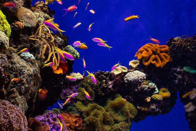 Recifes de corais coloridos com peixes tropicais