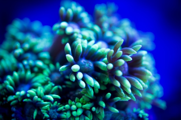 Recifes de corais de Goniopora verde néon com fundo azul