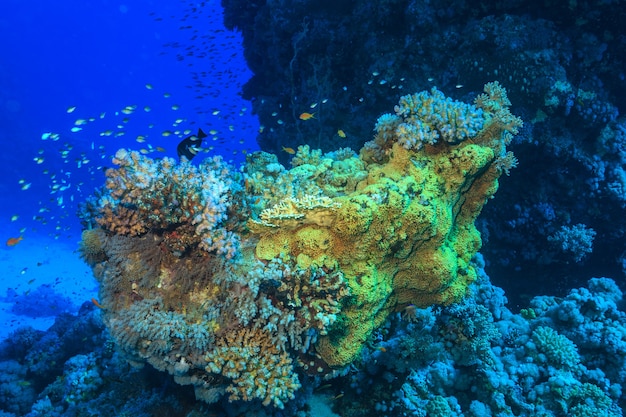 Recifes de coral no Mar Vermelho