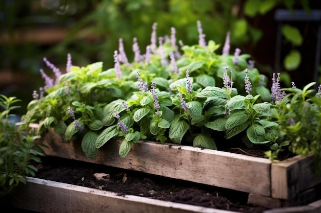 un recipiente de hierbas del jardín