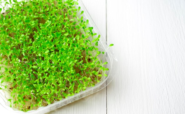 Recipiente con microgreens de berros