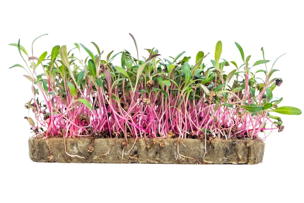 Recipiente con microgreens de rábano en agrowool Vitaminas salud y alimentos ecológicos Aislado sobre fondo blanco