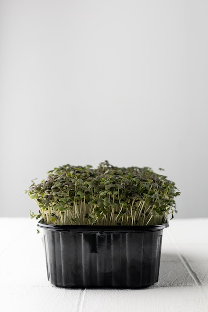 Recipiente preto com microgreens frescos isolados no fundo branco