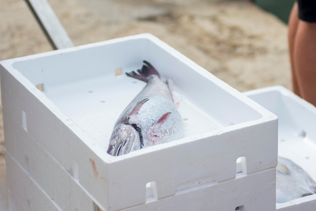 Recipientes brancos com captura de peixes do mar, iguarias do oceano. Peixe fresco para leilão.