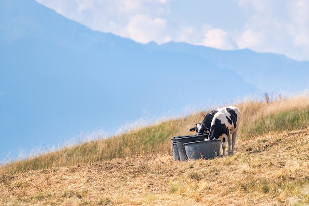 Recipientes de água para fazer vacas pastando