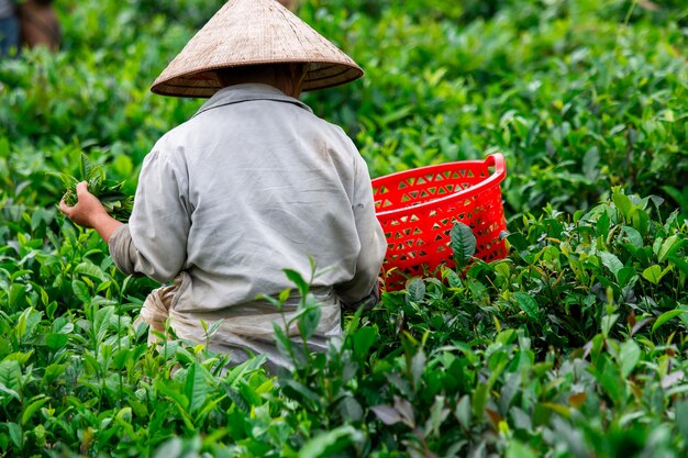 Recogedor de té recogiendo hojas de té en la plantación