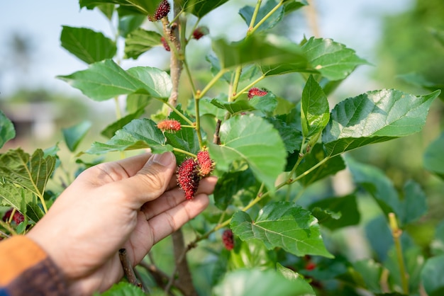 Recoger hojas de morera de las hojas de morera frescas a mano Se usa para hacer mermelada de mora para comer como desayuno.