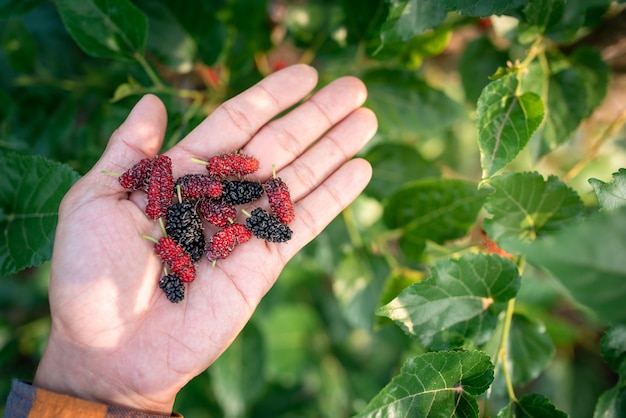 Recoger hojas de morera de las hojas de morera frescas a mano Se usa para hacer mermelada de mora para comer como desayuno.