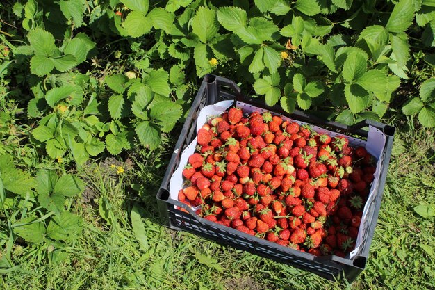 Recogida de fresas fresas maduras en cajas Cosecha de fresas