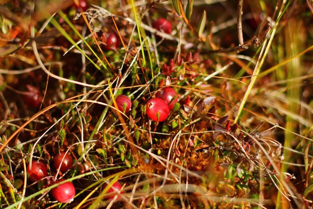 Recogiendo bayas saludables en el pantano el concepto de la temporada de otoño y la cosecha