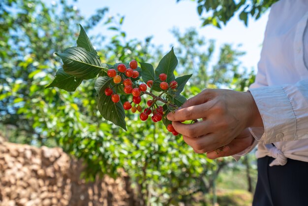 Recogiendo cerezas frescas en huerto al aire libre