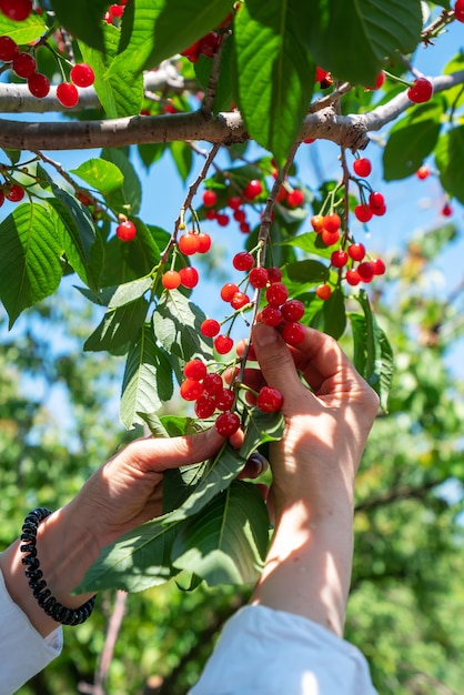 Recogiendo cerezas frescas en huerto al aire libre