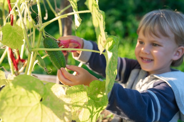 Recogiendo cultivos de pepinos en otoño. pepino en manos de un niño que cosecha con tijeras.