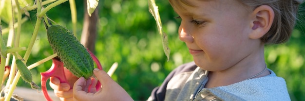 Recogiendo cultivos de pepinos en otoño. pepino en manos de un niño que cosecha con tijeras.