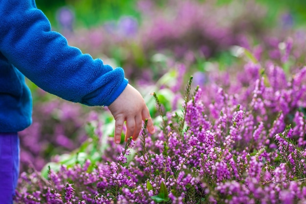Foto recogiendo flores de lisimaquia moradas