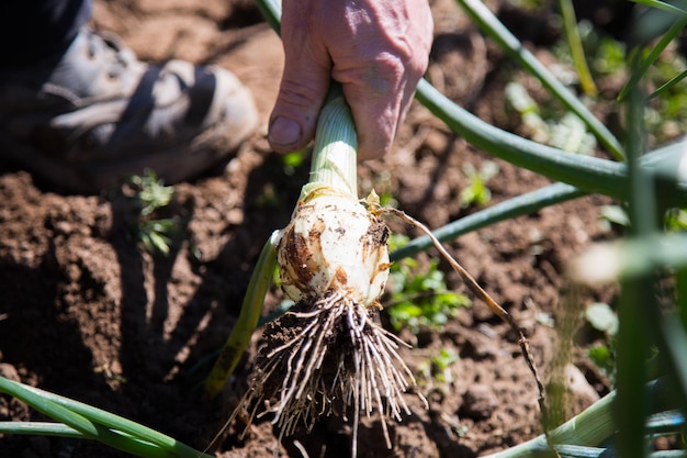 Recogiendo a mano una cebolla en un huerto ecológico en el norte de España