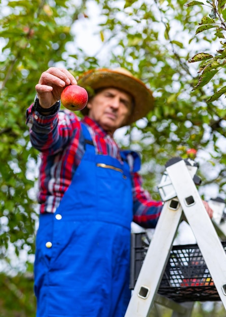 Foto recogiendo manzana roja madura del árbol jugosa cosecha estacional de verano