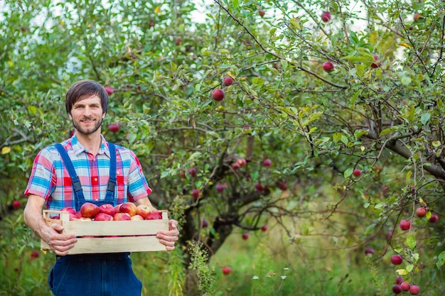 Recogiendo manzanas Un hombre con una cesta llena de manzanas rojas en el jardín Manzanas orgánicas