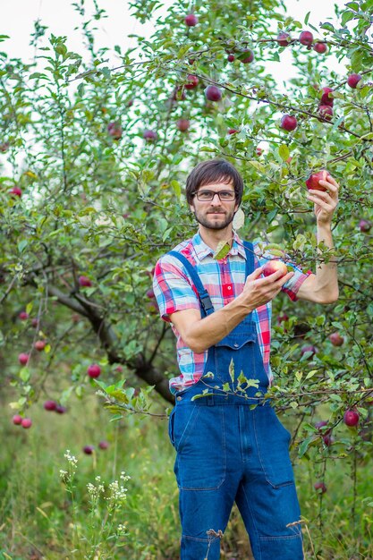 Recogiendo manzanas Un hombre con una cesta llena de manzanas rojas en el jardín Manzanas orgánicas