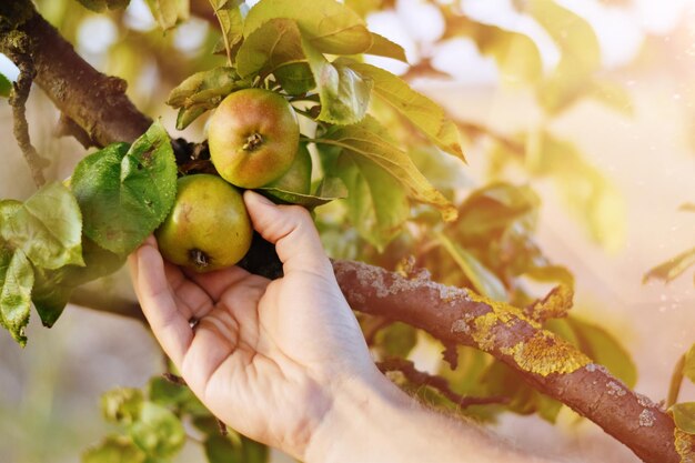 Foto recogiendo manzanas