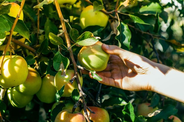 recogiendo manzanas