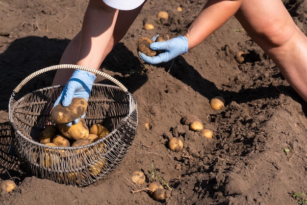 Recogiendo papas en el campo manualmente Un hombre cosecha papas en la tierra