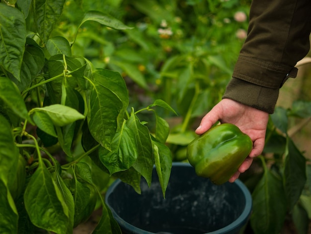 Recogiendo pimiento en un invernadero, una niña recoge frutos de pimiento