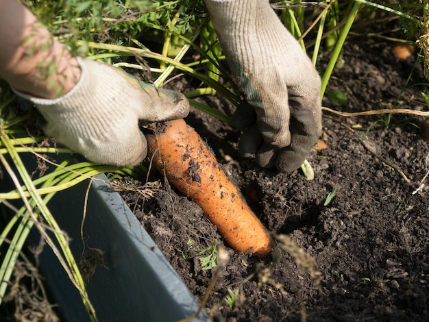 Recogiendo zanahorias de cosecha propia en un día soleado de otoño