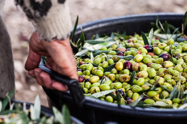 Foto recolección de aceitunas en italia