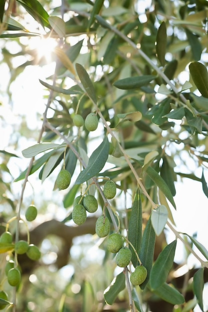 La recolección de aceitunas en la Toscana