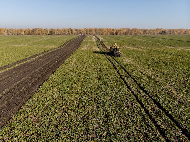 Recolección de altura de maquinaria de campo de remolacha azucarera durante el día