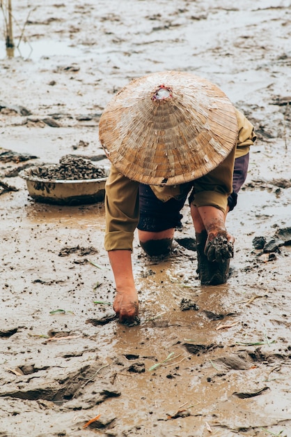 Recolección de caracoles de mar en Vietnam.