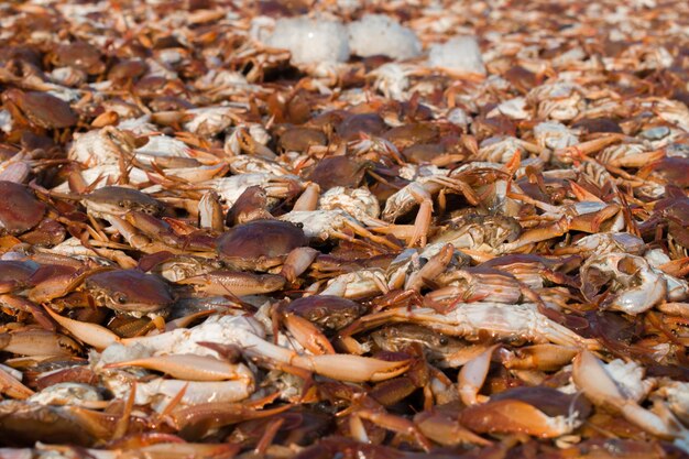 Recolección de grandes cantidades de cangrejos rojos para exportación con poca profundidad de campo