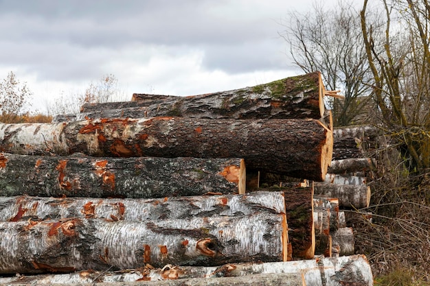 Recolección de madera en el bosque